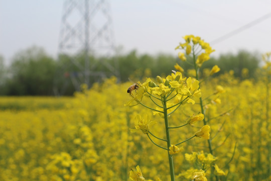 油菜花