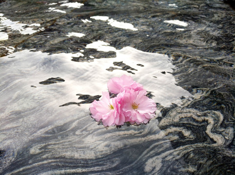 水中花