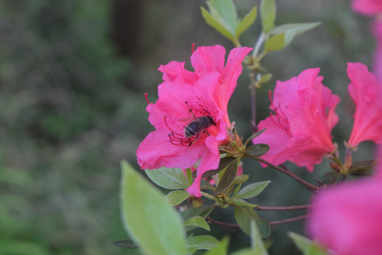 在映山红中采蜜的蜜蜂