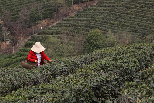 茶山 茶农