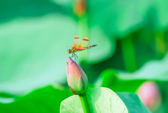 荷塘蜻蜓