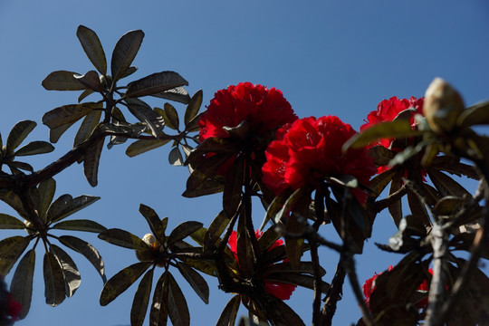 杜鹃花 马缨花