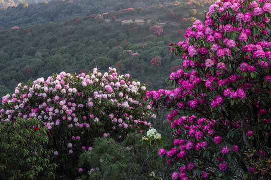 杜鹃花 马缨花