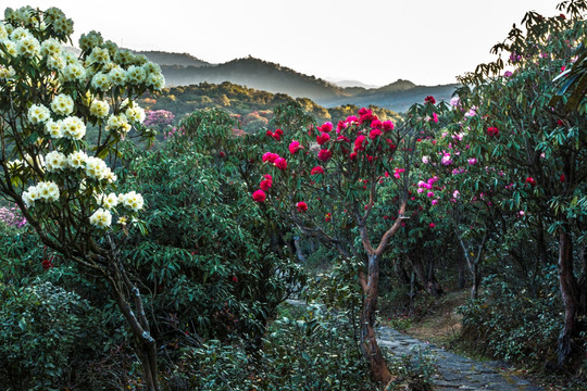 杜鹃花 马缨花