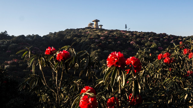 杜鹃花 马缨花