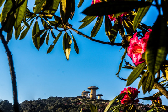 杜鹃花 马缨花