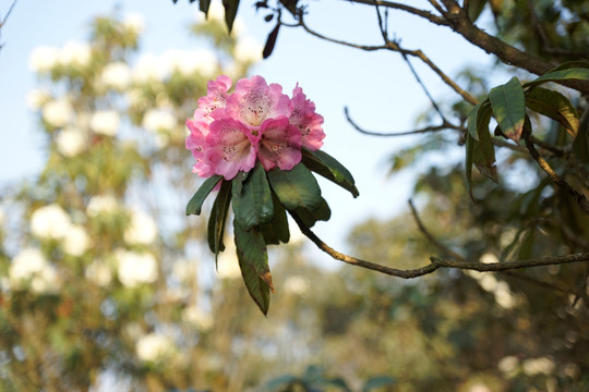 杜鹃花 马缨花
