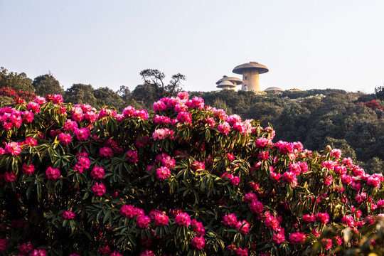 杜鹃花 马缨花