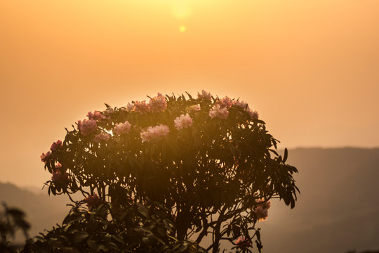 杜鹃花 马缨花