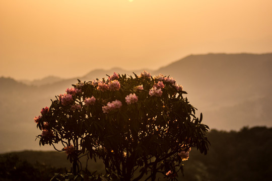 杜鹃花 马缨花