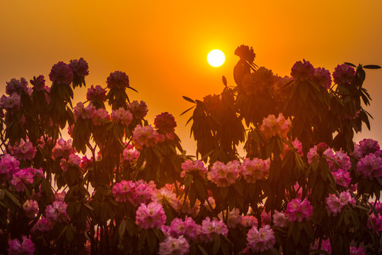 杜鹃花 马缨花