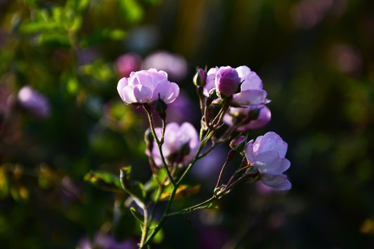 蔷薇花 蔷薇 花朵 鲜花 花蕊