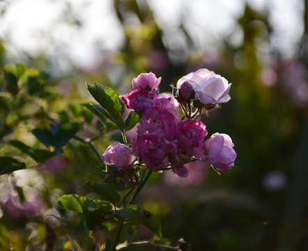 蔷薇花 蔷薇 花朵 鲜花 花蕊