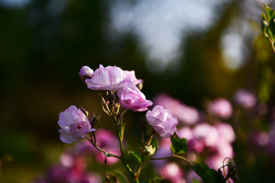 蔷薇花 蔷薇 花朵 鲜花 花蕊