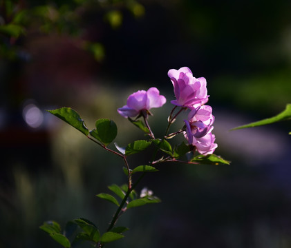 蔷薇花 蔷薇 花朵 鲜花 花蕊