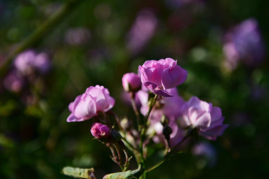 蔷薇花 蔷薇 花朵 鲜花 花蕊