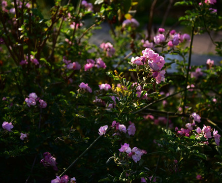 蔷薇花 蔷薇 花朵 鲜花 花蕊