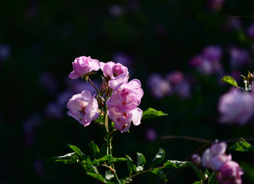 蔷薇花 蔷薇 花朵 鲜花 花蕊