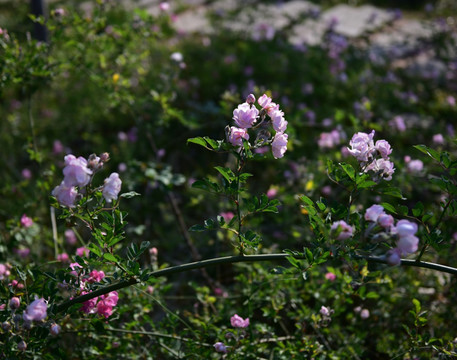 蔷薇花 蔷薇 花朵 鲜花 花蕊