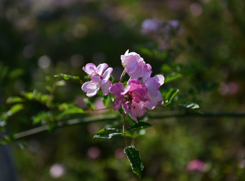 蔷薇花 蔷薇 花朵 鲜花 花蕊
