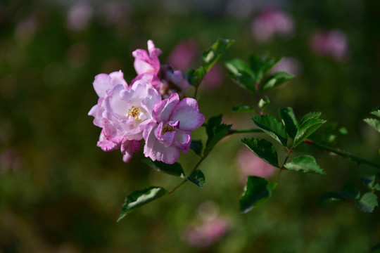 蔷薇花 蔷薇 花朵 鲜花 花蕊