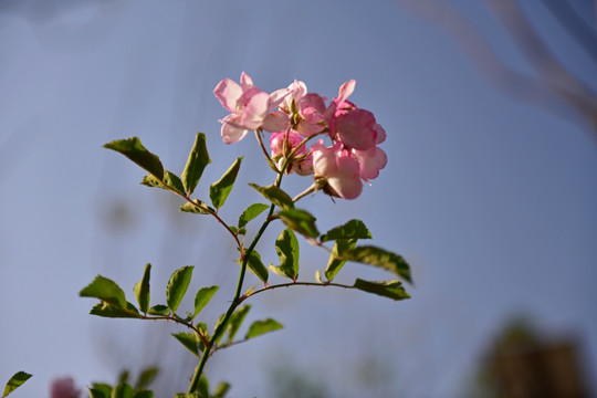 蔷薇花 蔷薇 花朵 鲜花 花蕊
