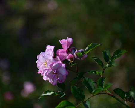 蔷薇花 蔷薇 花朵 鲜花 花蕊