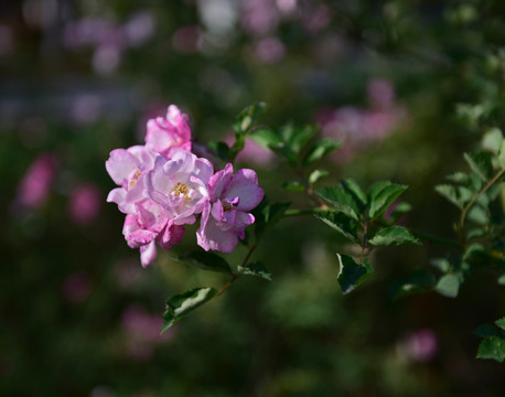 蔷薇花 蔷薇 花朵 鲜花 花蕊