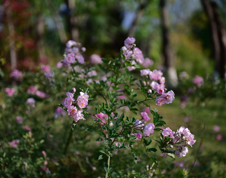 蔷薇花 蔷薇 花朵 鲜花 花蕊