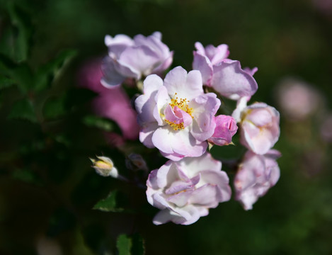 蔷薇花 蔷薇 花朵 鲜花 花蕊