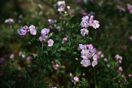 蔷薇花 蔷薇 花朵 鲜花 花蕊