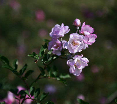 蔷薇花 蔷薇 花朵 鲜花 花蕊