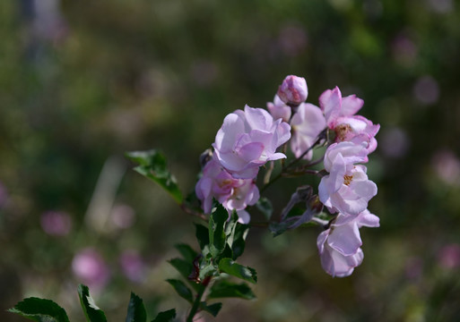 蔷薇花 蔷薇 花朵 鲜花 花蕊