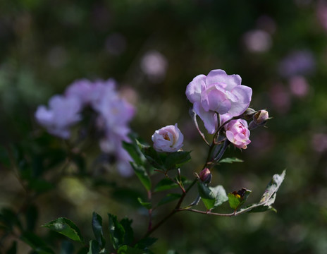 蔷薇花