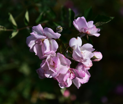 蔷薇花 蔷薇 花朵 鲜花 花蕊