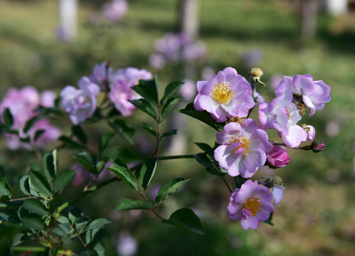 蔷薇花 蔷薇 花朵 鲜花 花蕊