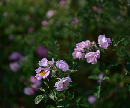 蔷薇花 蔷薇 花朵 鲜花 花蕊