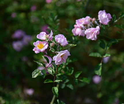 蔷薇花 蔷薇 花朵 鲜花 花蕊