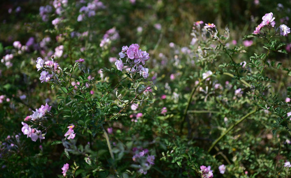 蔷薇花 蔷薇 花朵 鲜花 花蕊