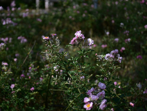 蔷薇花 蔷薇 花朵 鲜花 花蕊