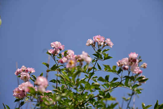 蔷薇花 蔷薇 花朵 鲜花 花蕊