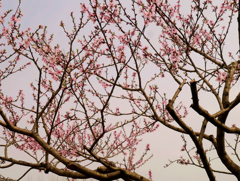 开花的桃树