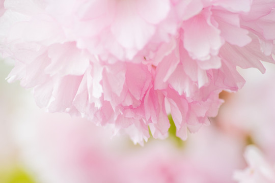 樱花背景 樱花底纹 浪漫樱花