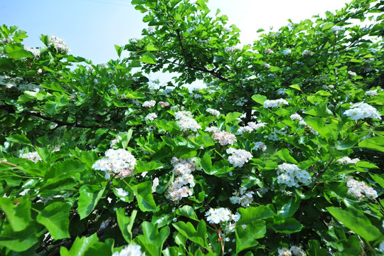 山楂树白花
