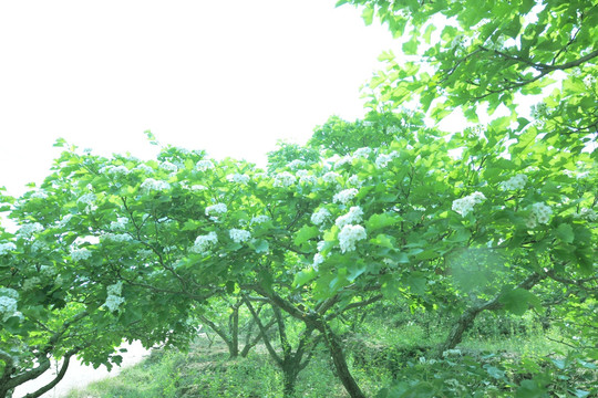 山楂花 白色花