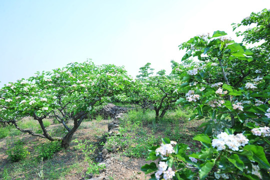 山楂树开花