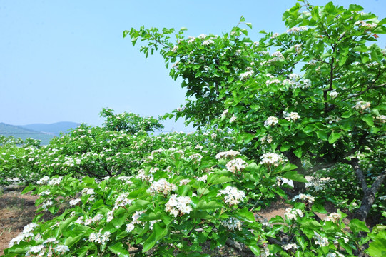 白色山楂花 山楂树