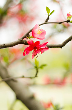 梅花