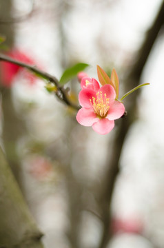 梅花