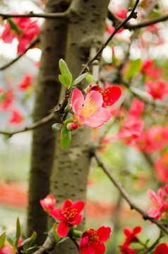 梅花